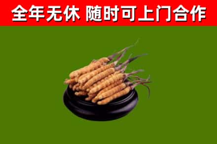 九江市烟酒回收冬虫夏草.jpg