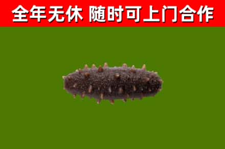 九江市烟酒回收干海参.jpg